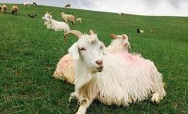 属羊女生和什么属相最配