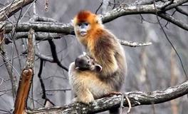 1956年属什么生肖