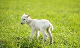 永远最旺属羊人的颜色