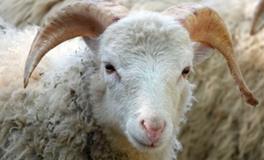 2015年属羊大难是哪一年