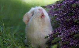 2008年属鼠男出生命运