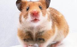 属鼠好运和霉运的年份