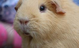 1996年属鼠人过了28岁有几个劫难，如何化解