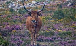 2024年冲哪一年的生肖牛，属牛人2024年需要注意什么