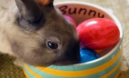 什么东西最旺属兔人，属兔人的终身最旺吉祥物