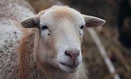 属羊的人2024年的五大预兆，分别是什么