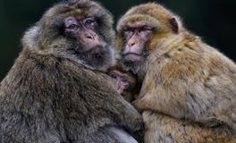 属猴人在2024年的大忌是什么，属猴人2024年最忌讳做什么