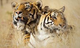 1986年属虎人财运最旺的几年是什么时候