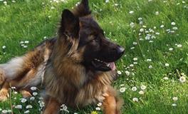 1994年属狗五行属于什么命，一生命运如何