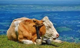 什么吉祥物最旺属牛人，属牛人戴什么最好