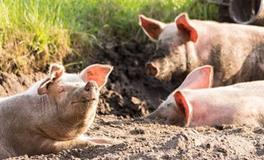 属猪人在2024年大难已过，真的是这样吗？