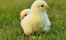 1981年的属鸡男2024年婚姻运势如何