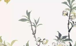 春分三候是什么