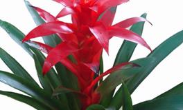 家居如何用绿植招财