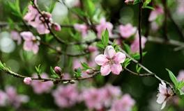 增强自己桃花运势的风水