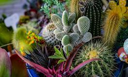 绿意盎然，仙人球的寓意与居家风水探秘