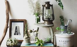 绿意盎然：巧妙布置家居绿植，福泽满满迎好运