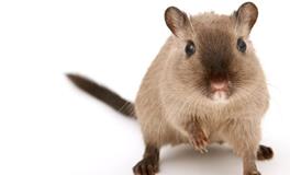 属鼠在2025蛇年的运气