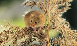 2025属鼠人全年运势