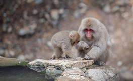 2025属猴人全年运势