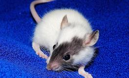 2025属鼠人每月运势及运程