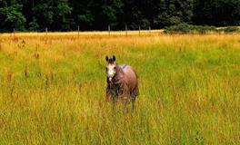 2025属马人每月运势及运程