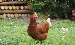 属鸡人2025运势完整版