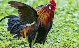 2025属鸡的人财运怎么样