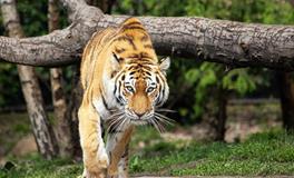 2025属虎人的运势和财运