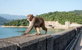 2025属猴犯太岁吗