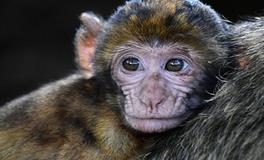 属猴2025犯太岁吗，属猴人在2025年蛇年运势发展如何