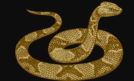 2025蛇是百年难遇吗，25年属蛇注意事项