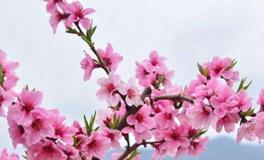 打造单身卧室，魅力四溢，桃花朵朵开！