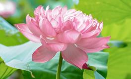 盛夏时节，荷风送爽，愿您享受清凉的夏日时光