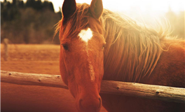 静电鱼天秤座一周运势（9.1-9.7）