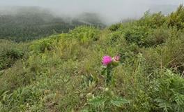依山傍水：墓地选择的最佳环境考量
