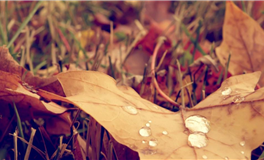 李云天狮子座2026年运势