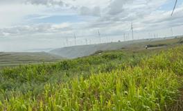 墓穴中的老鼠与蛇：寓意解析