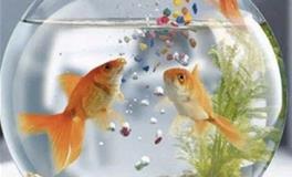 养鱼术：提升家居财运的秘诀