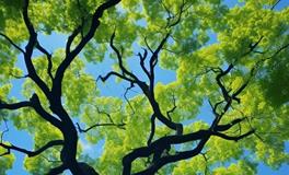 春日借木之力，共纳天地之气